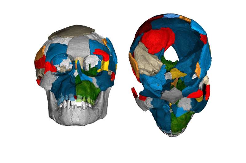 Skull scans reveal evolutionary secrets of fossil brains
