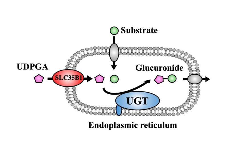 SLC35B1 as a key modulator of a UDPGA transporter into the endoplasmic reticulum