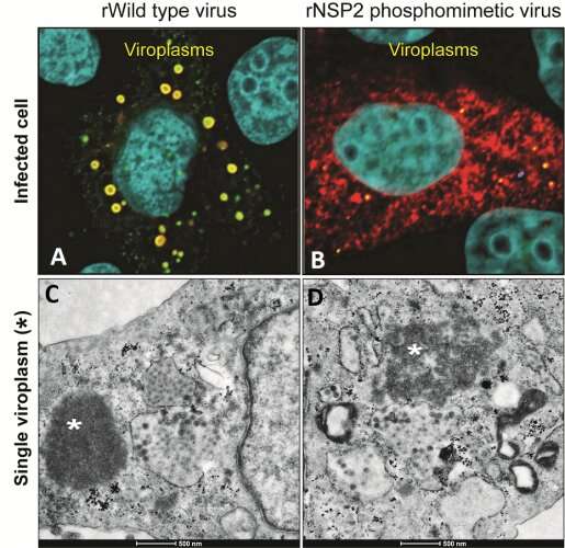 Slow-growing rotavirus mutant reveals early steps of viral assembly