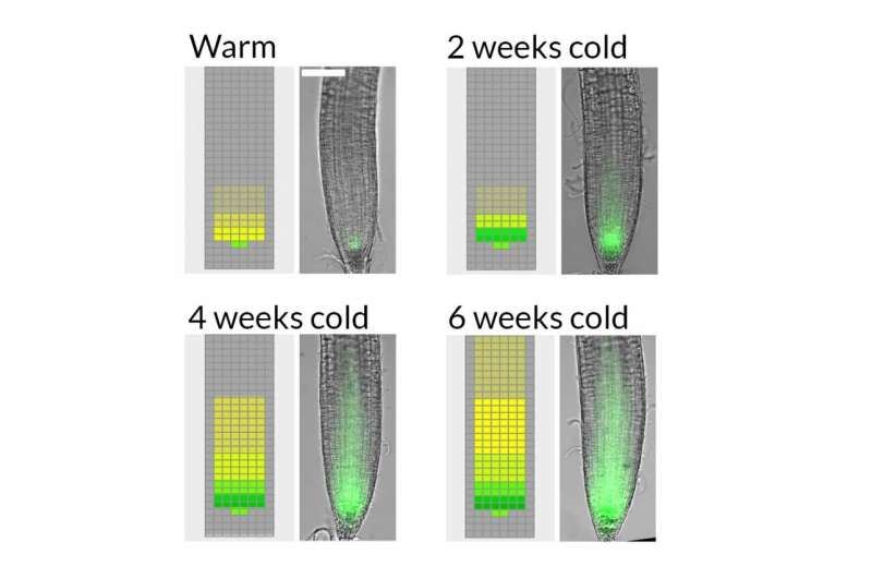 Slow growth the key to long term cold sensing