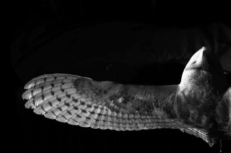 Small finlets on owl feathers point the way to less aircraft noise
