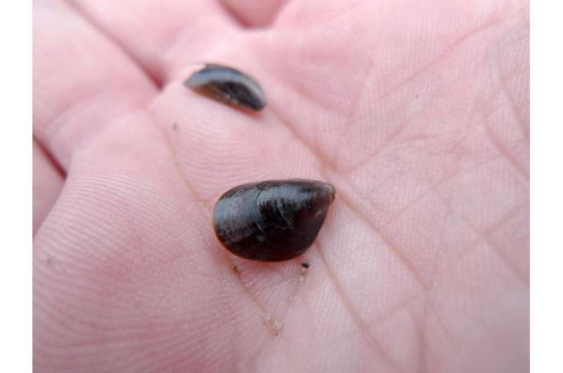 Small mussels in the Baltic are getting even smaller