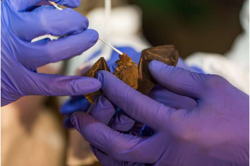 Smithsonian scientists discover six new coronaviruses in bats