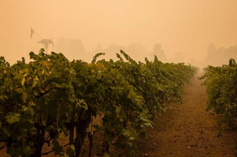 Smoke rose from scorched ground beside vineyards and soot-blackened wineries in Napa Valley