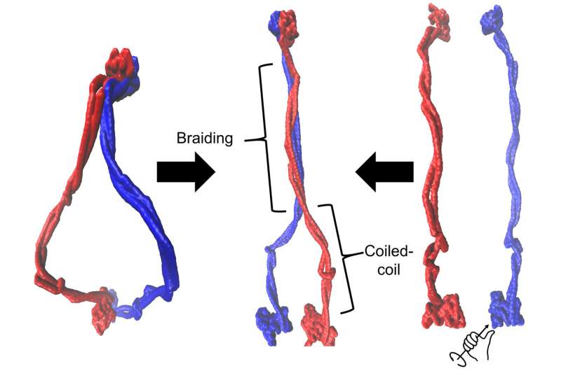 Snake-like proteins can wrangle DNA