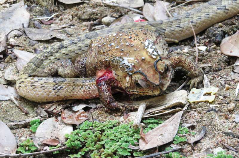 Snakes disembowel and feed on the organs of living toads in a first for science