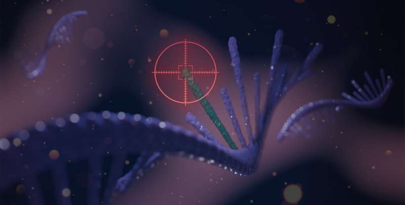 SNIPRs take aim at disease-related mutations