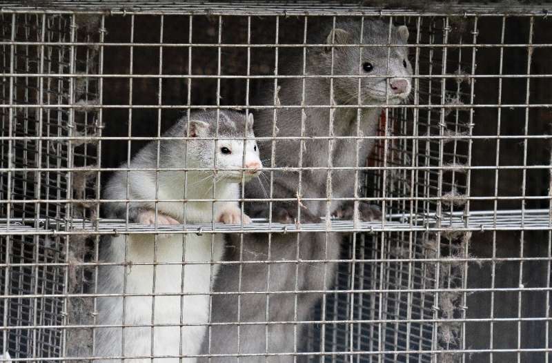 Some 15 million to 17 million minks spread over 1,080 farms in Denmark are to be culled