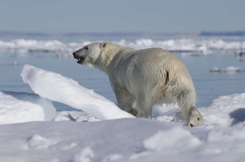 Some polar bears in far north are getting short-term benefit from thinning ice