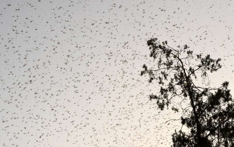 South Asia is experiencing its worst infestation in decades, with the plague of locusts devastating agricultural heartlands