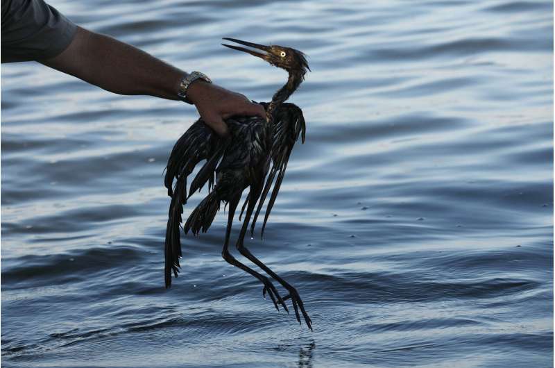Sparkling waters hide some lasting harm from 2010 oil spill