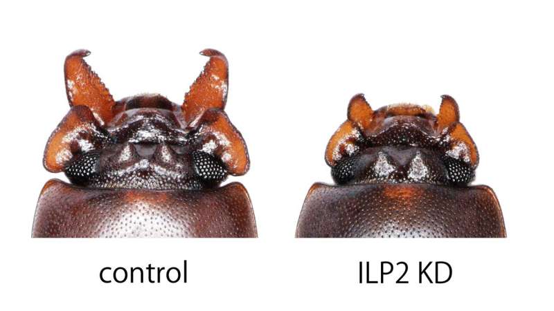 Specific insulin-like peptide regulates how beetle 'weapons' grow