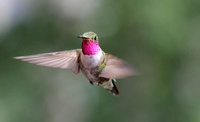 Spectacular bird's-eye view? Hummingbirds see diverse colors humans can only imagine