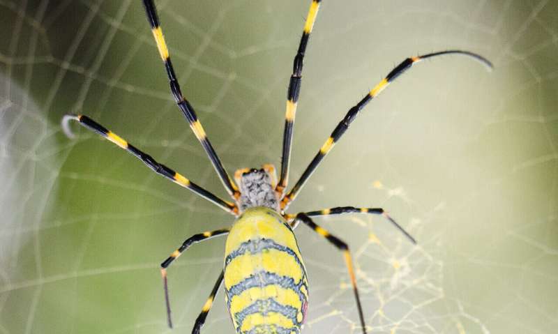 Spider silk made by photosynthetic bacteria