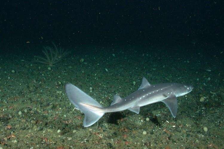 Spiny dogfish eat Atlantic cod: DNA may provide some answers