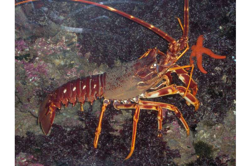 Spiny lobster (Palinurus elephas).