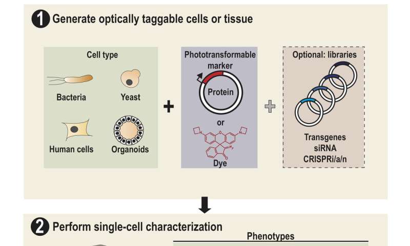 SPOTlight supercharges cell studies