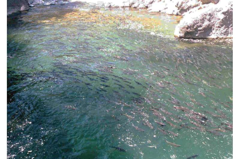 Spring-run and fall-run Chinook salmon aren't as different as they seem