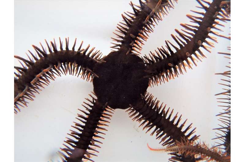 Starry eyes on the reef: Color-changing brittle stars can see