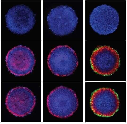 Stem cells in human embryos commit to specialization surprisingly early