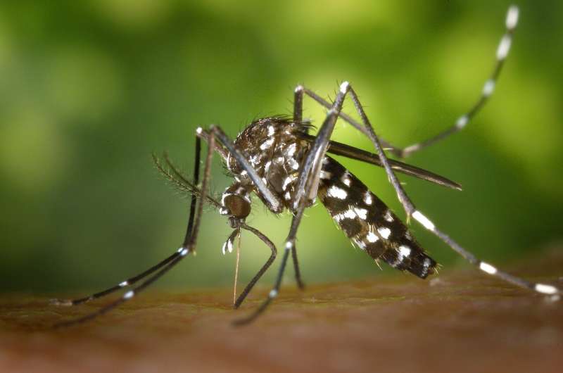Sterilised insects could help control mosquito-borne diseases