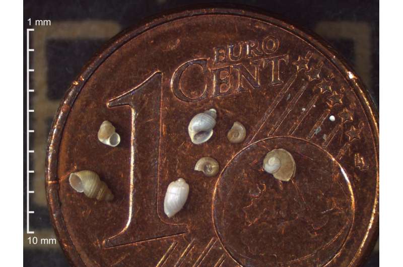 St Petersburg University scientists count all the tiny snails in the Arctic