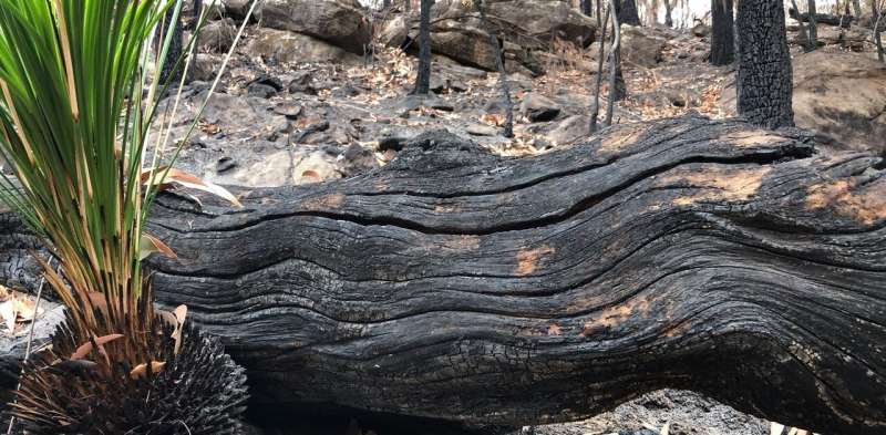Strength from perpetual grief: how Aboriginal people experience the bushfire crisis