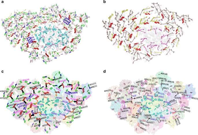 Structure of photosystem protein supercomplex from diatom reveals its highly sophisticated energy transfer network