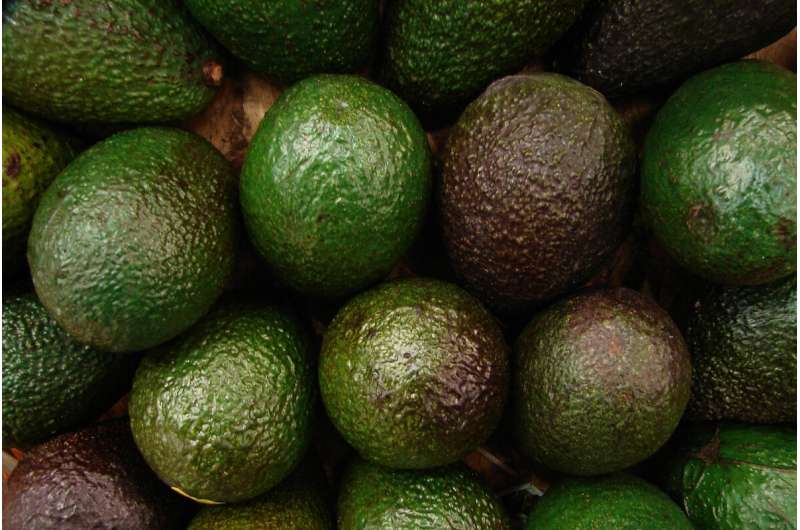 Student-developed device predicts avocado ripeness