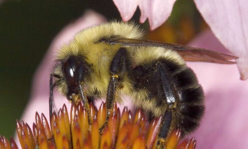 Study: Bumble bees lacking high-quality habitat have higher pathogen loads