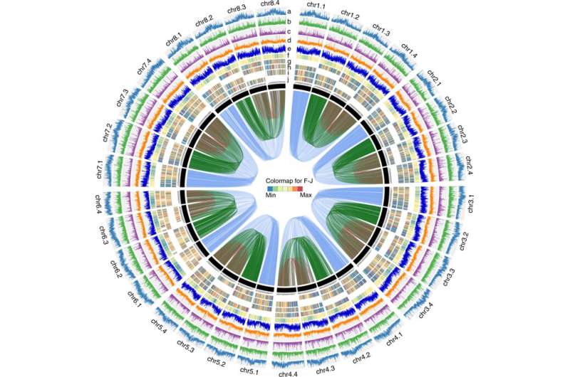 Study Decodes the Complex Autotetraploid Cultivated Alfalfa Genome