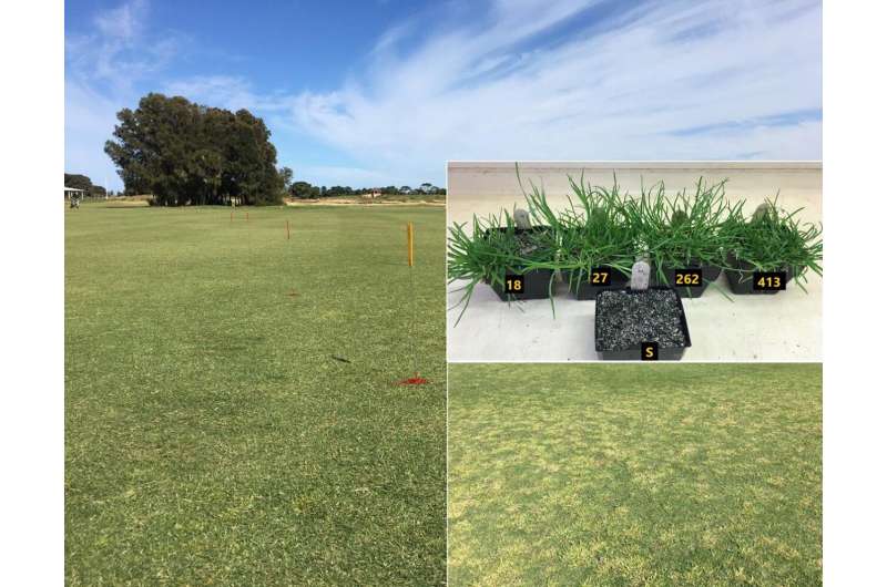 Study documents the challenges of herbicide-resistant annual bluegrass in turf
