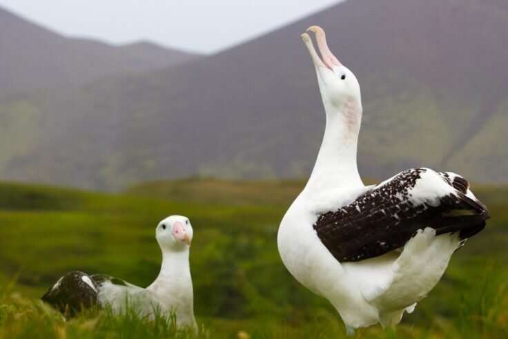Study finds albatrosses fine-tuned to wind conditions
