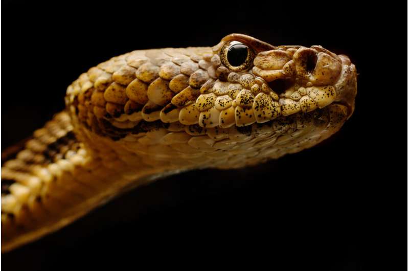 Study finds fungal disease of snakes in 19 states, Puerto Rico