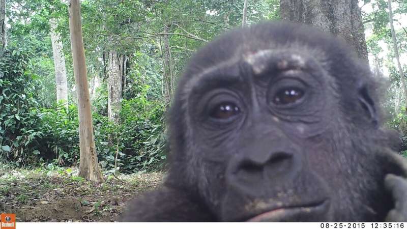 Study finds gorillas display territorial behavior