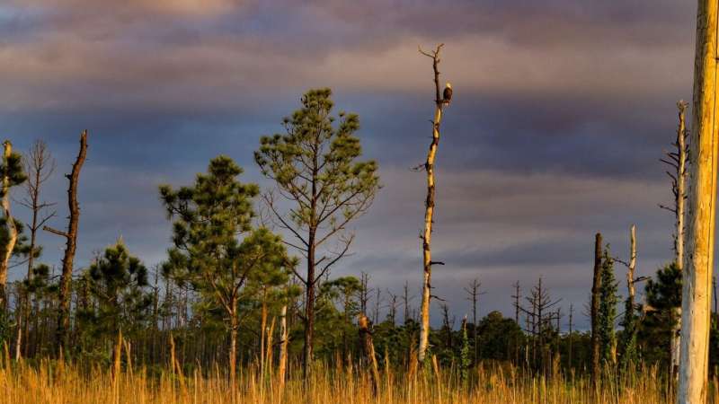 Study finds spreading ghost forests on NC coast may contribute to climate change