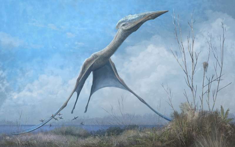 Studying pterosaurs and other fossil flyers to better engineer manmade flight
