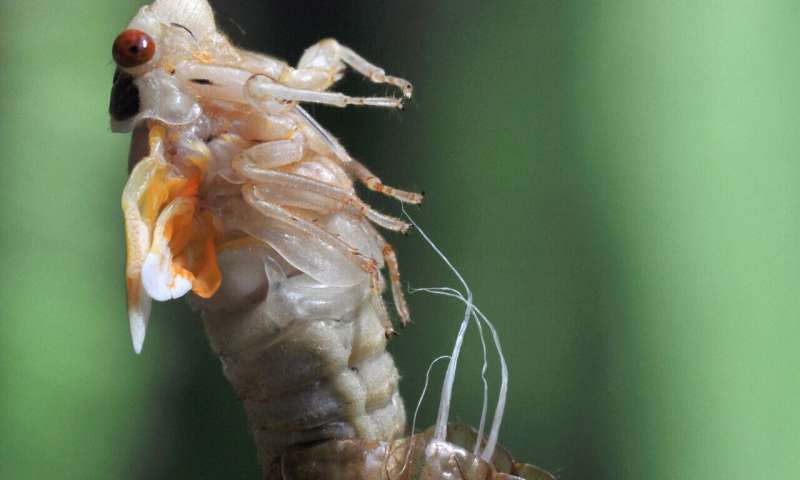 Study of 17-year cicada choruses reveals dependence on light levels