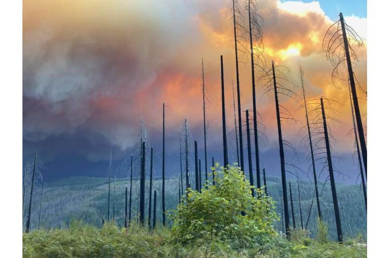 Study: Oregon's Western Cascades watershed to experience larger, more frequent fires