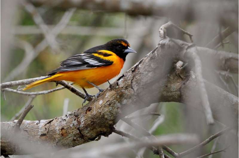 Study: Oriole hybridization is a dead end