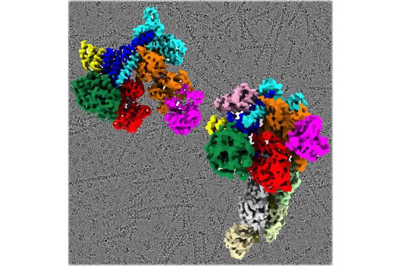 Study revealing structure of a protein complex may open doors to better disease research