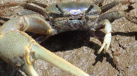 Study shows climate change can help crab escape its parasites