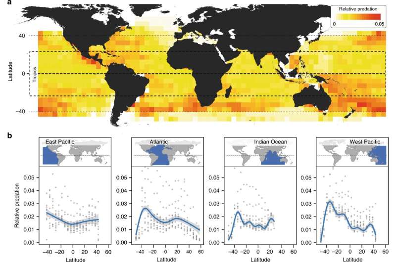 Study shows large ocean predators are more active in temperate regions