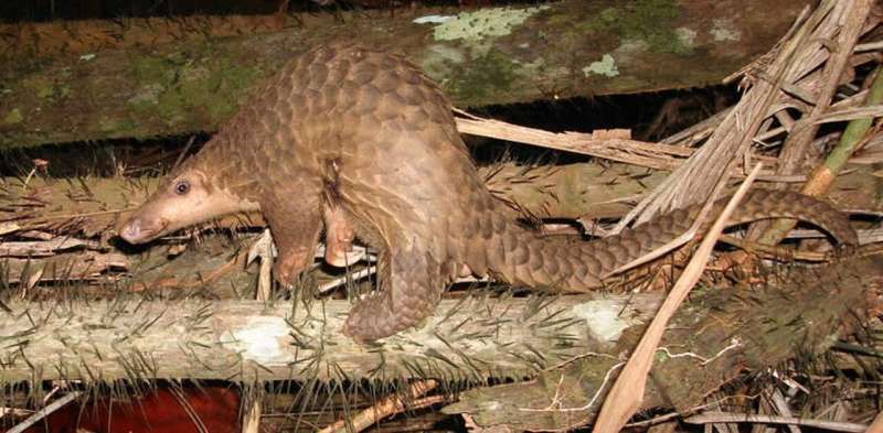 Study shows pangolins may have passed new coronavirus from bats to humans