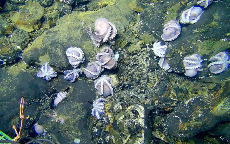 Study weighs deep-sea mining's impact on microbes