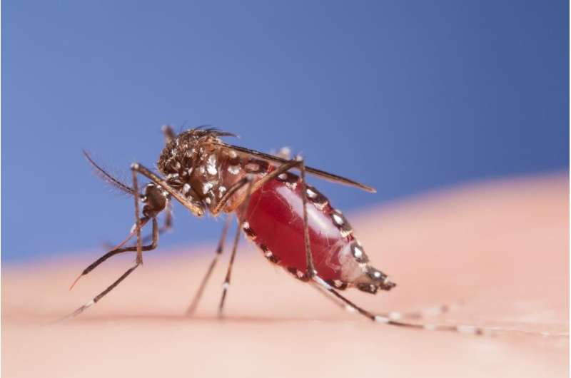 Stuttering DNA orchestrates the start of the mosquito's life