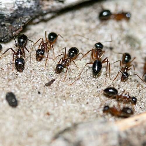 Sugar ants’ preference for pee may reduce greenhouse gas emissions