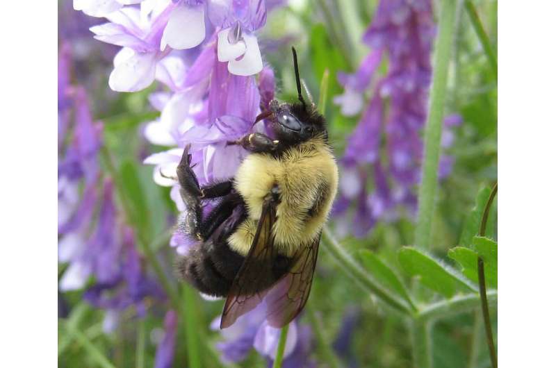 Sugar-poor diets wreak havoc on bumblebee queens' health