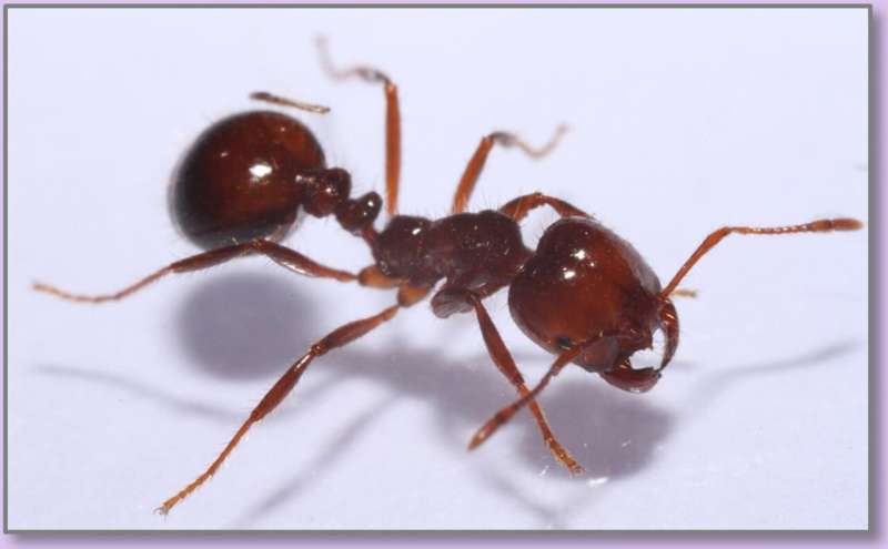 Supergene discovery leads to new knowledge of fire ants