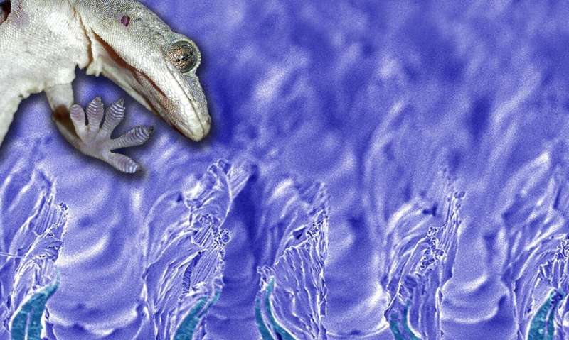 Surfaces that grip like gecko feet could be easily mass-produced